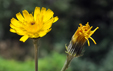 Tolpis staticifolia