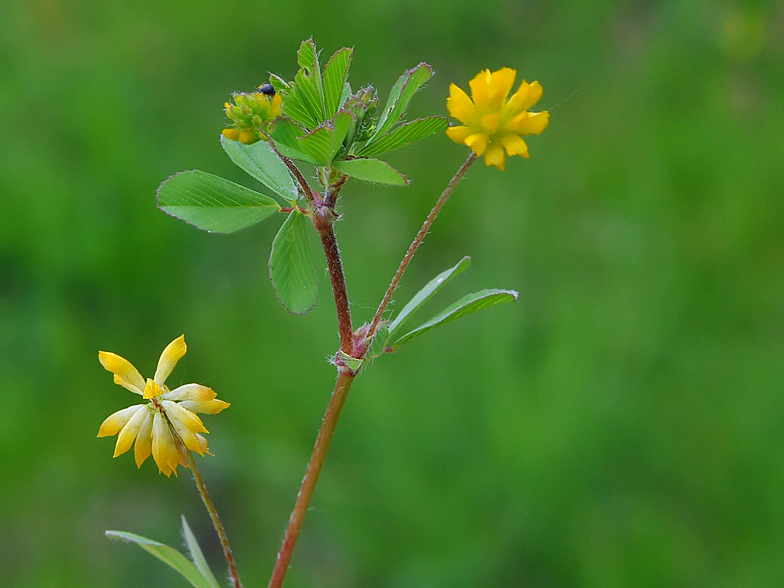 Trifolium dubium Confort