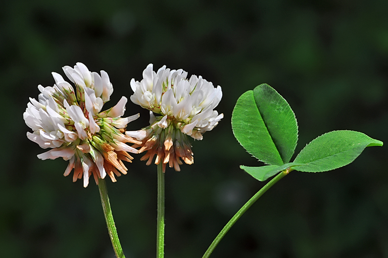 Trifolium repens