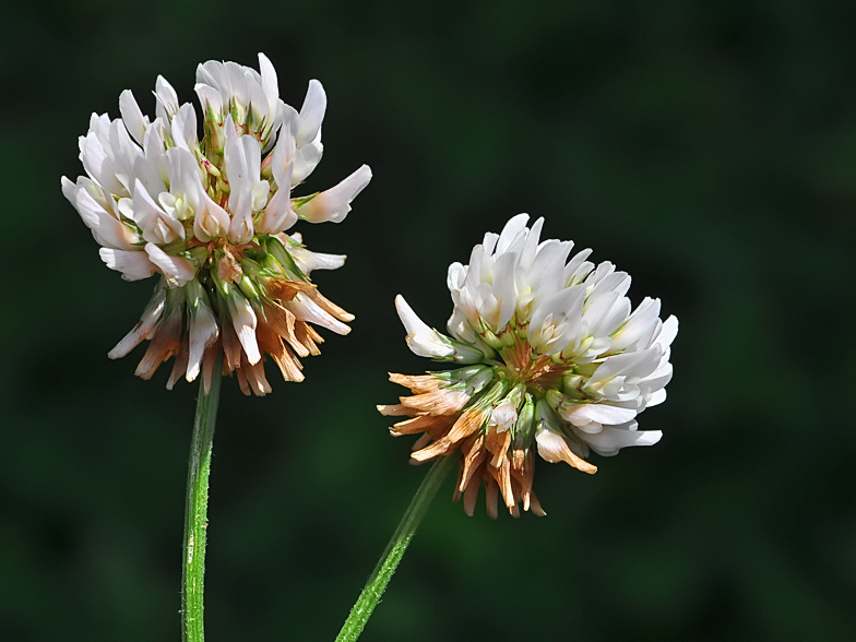 Trifolium repens