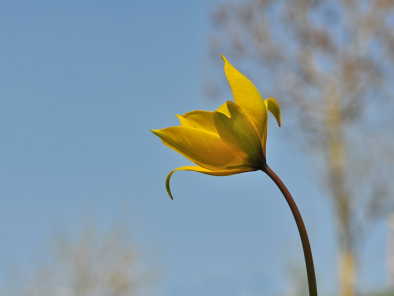 Tulipa sylvestris ssp. sylvestris