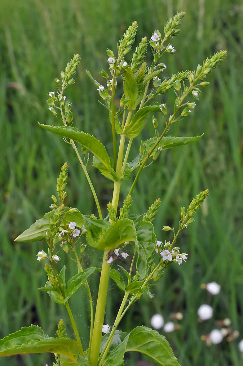 Veronica anagallis aquatica