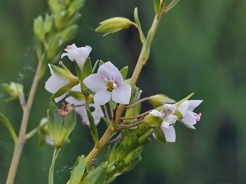Veronica anagallis aquatica 3