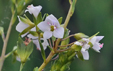 Veronica anagallis aquatica