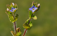Veronica arvensis