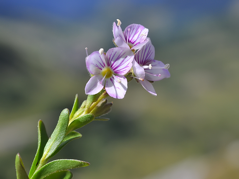 Veronica fruticulosa