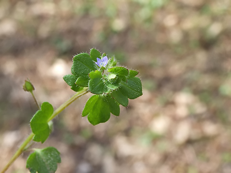 Veronica hederifolia