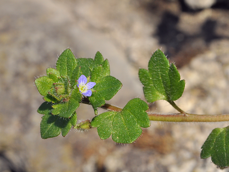 Veronica hederifolia