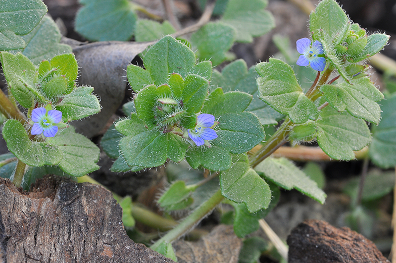 Veronica hederifolia