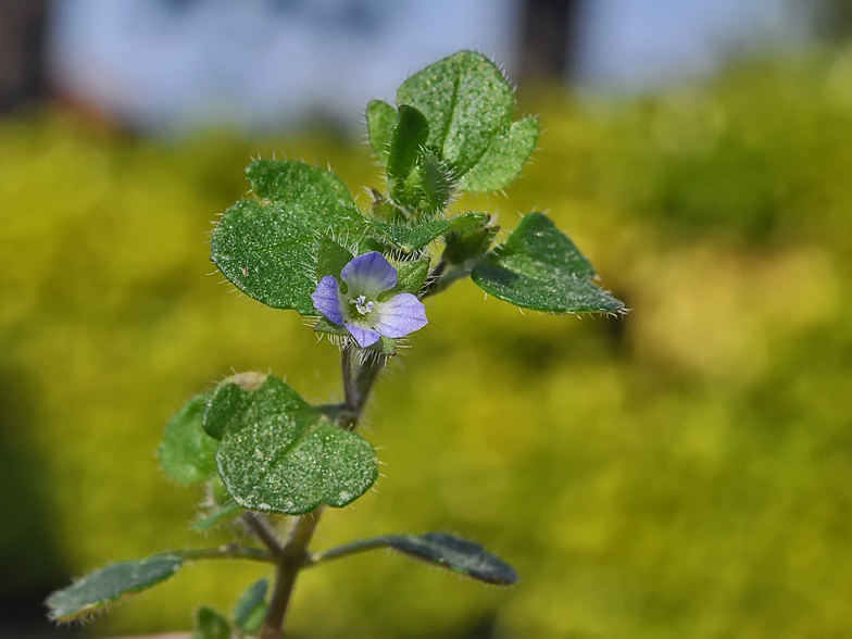 Veronica hederifolia