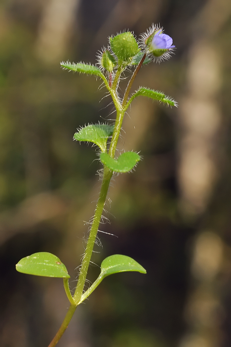 Veronica hederifolia