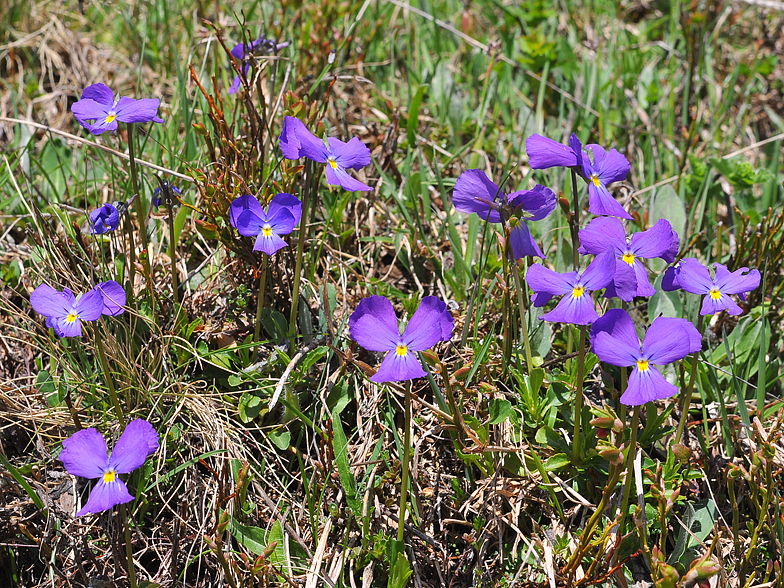Viola calcarata