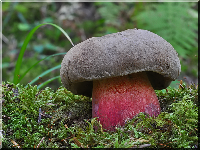Boletus calopus