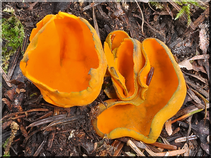 Caloscypha fulgens