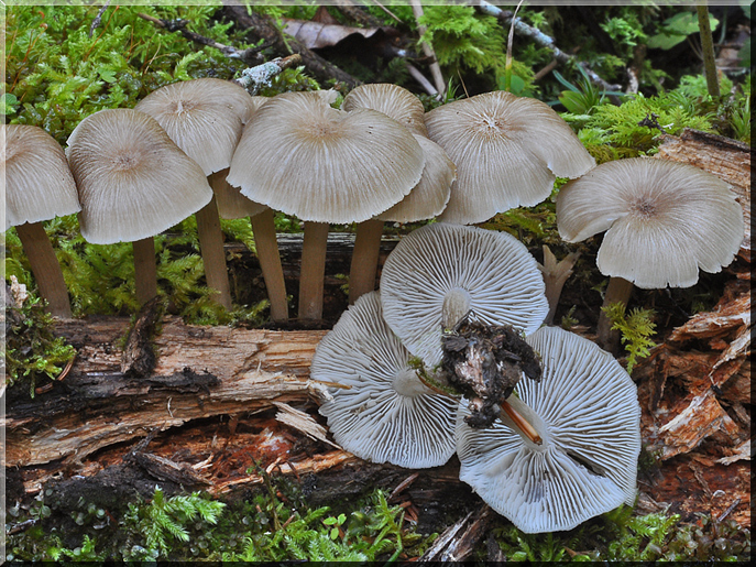 Clitocybula lacerata