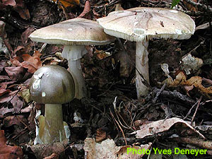 Amanita phalloides