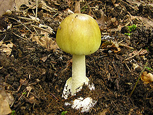 Amanita phalloides