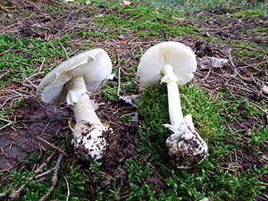 Amanita phalloides