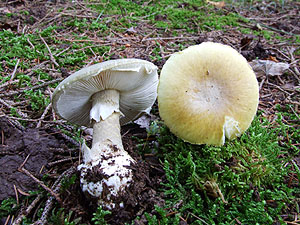 Amanita phalloides