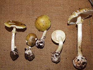 Amanita phalloides