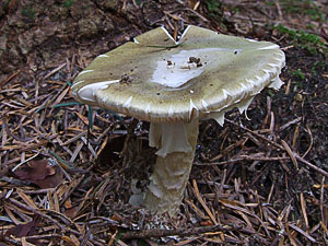 Amanita phalloides