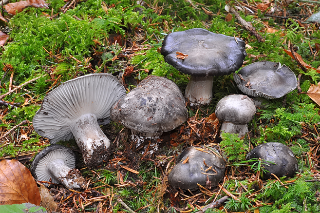 Hygrophorus marzuolus