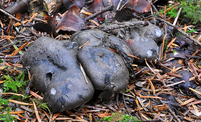 Hygrophorus marzuolus