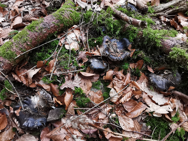 Hygrophorus marzuolus 2023 _ 1