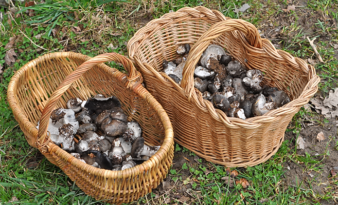 Hygrophorus marzuolus