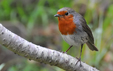 Erithacus rubecula marionae