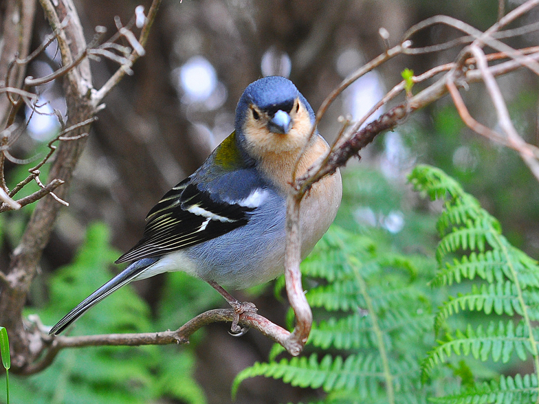 Fringilla coelebs maderensis 2