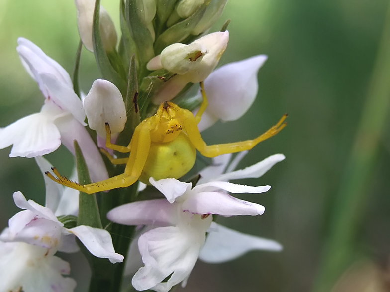 Misumena vatia