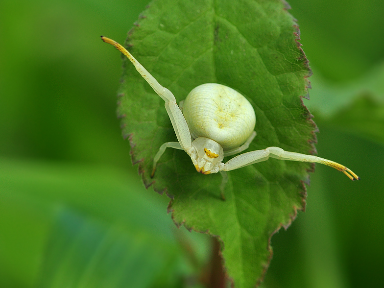 Misumena vatia