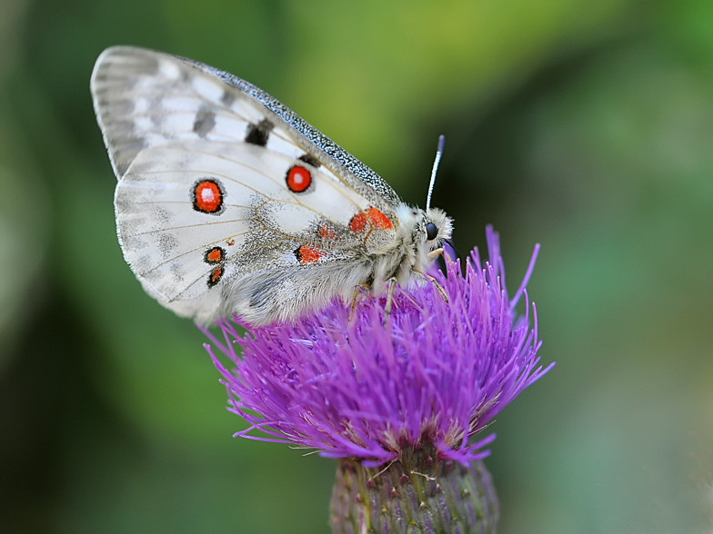 Parnassius apollo