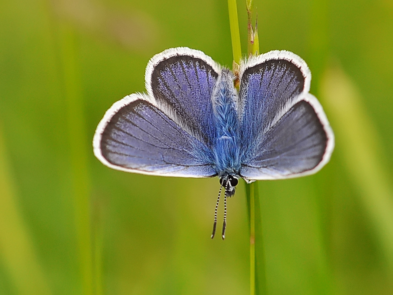 Plebejus argus