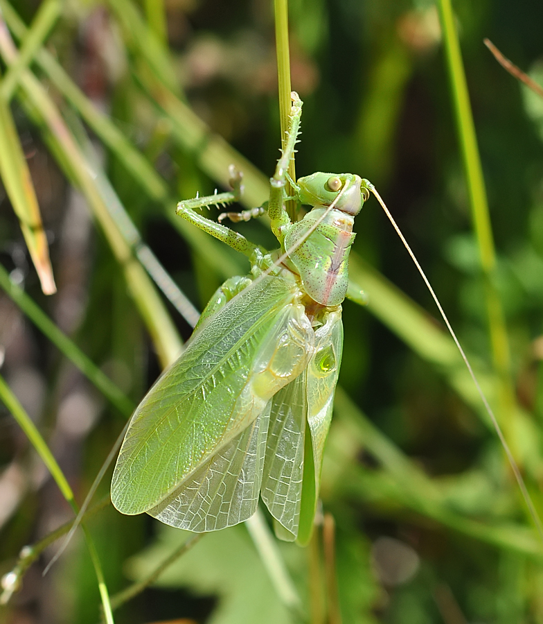 Tettigonia cantans