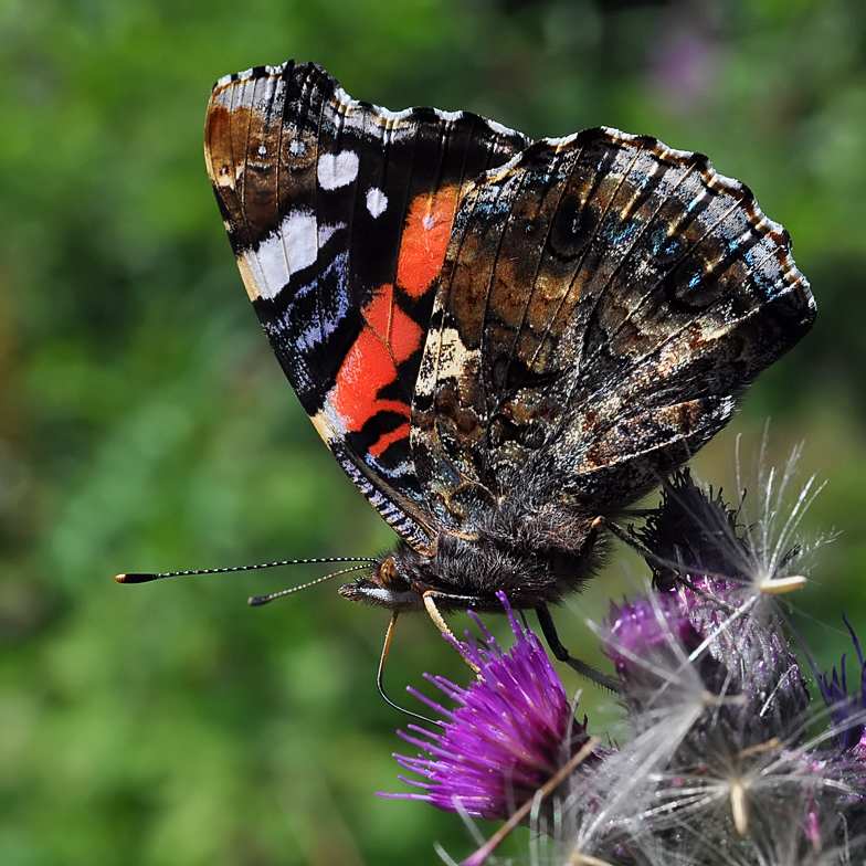 Vanessa atalanta