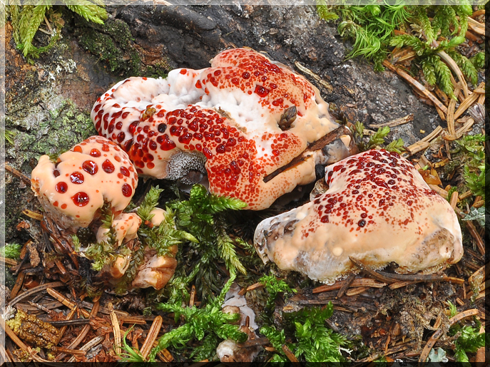 Hydnellum peckii