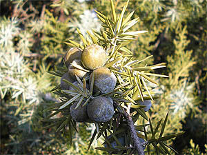 Juniperus