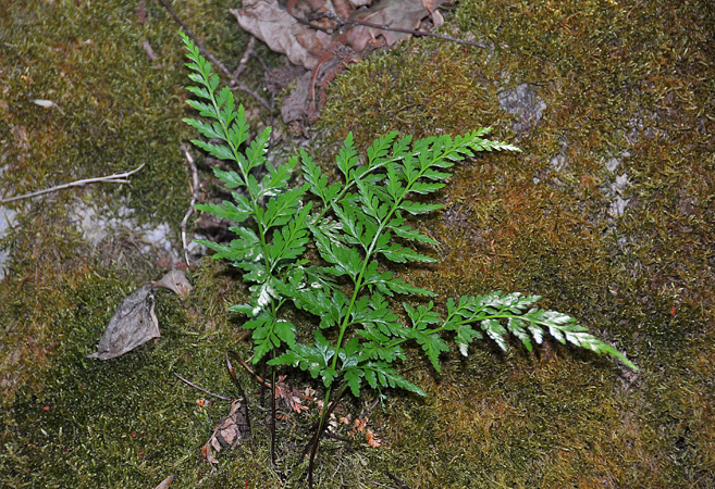 Asplenium adiantum nigrum