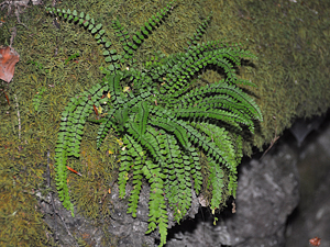 Asplenium trichomanes