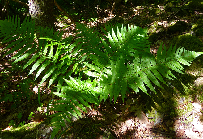 Dryopteris affinis