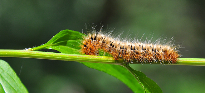 Lasiocampa quercus