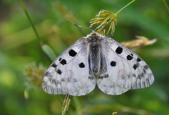 Parnassius apollo