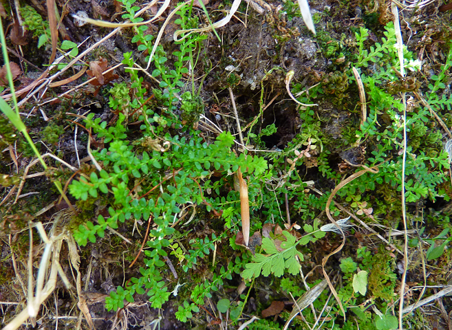 Selaginella helvetica