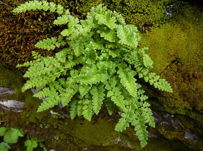 Woodsia alpina