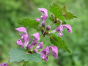 Lamium maculatum