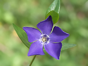 Vinca minor