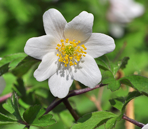 Anemone nemorosa