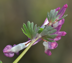 Corydalis